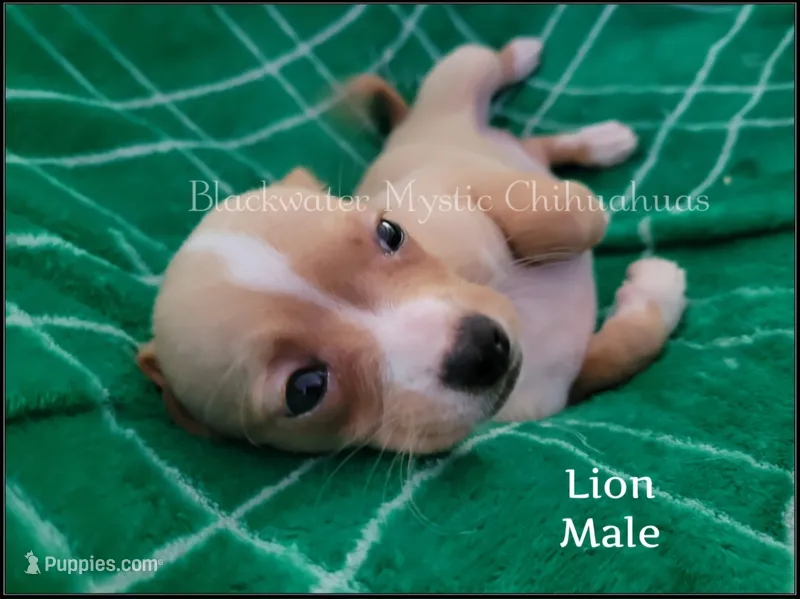 Lion – Chihuahua puppy for sale in Newport, NH