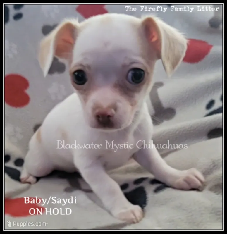 Baby – Chihuahua puppy on hold in Newport, NH