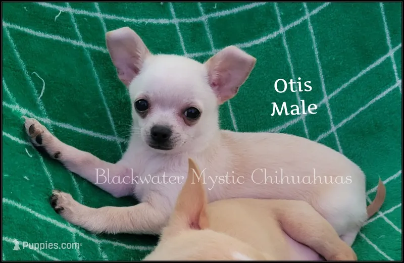 Otis – Chihuahua puppy for sale in Newport, NH