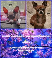Chive, a male Chihuahua for sale in Newport, NH – 2 of 2