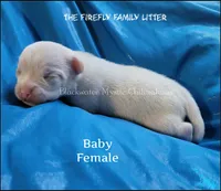 Baby, a female Chihuahua for sale in Newport, NH – 2 of 4