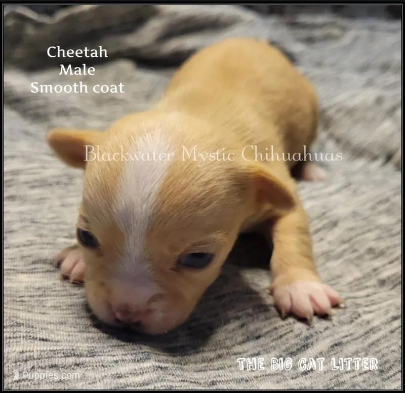 Cheetah – Chihuahua puppy for sale in Newport, NH