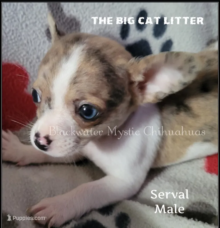 Serval – Chihuahua puppy on hold in Newport, NH