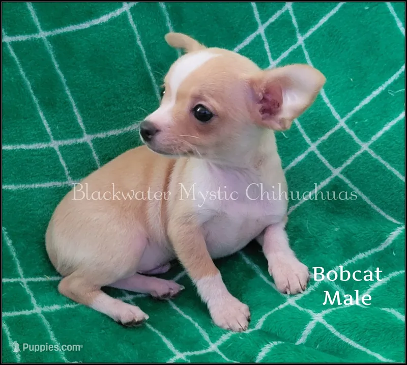 Bobcat – Chihuahua puppy for sale in Newport, NH