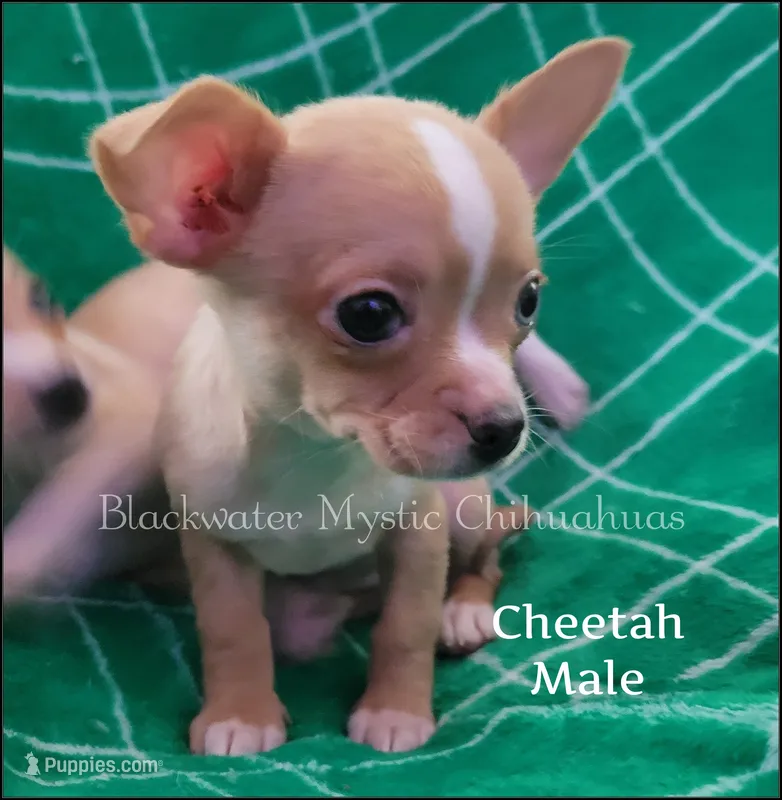 Cheetah – Chihuahua puppy for sale in Newport, NH