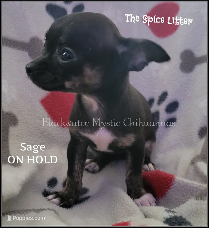 Sage – Chihuahua puppy on hold in Newport, NH