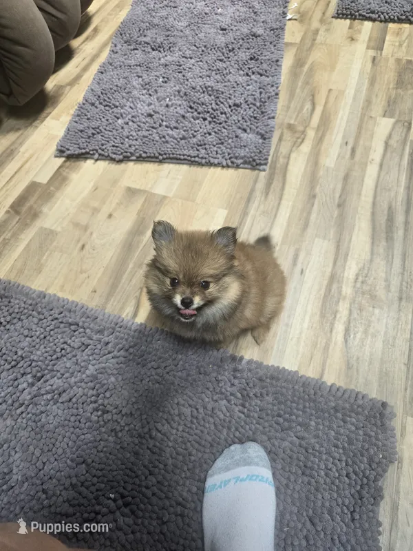 Tinker – Pomeranian puppy for sale in Evart, MI