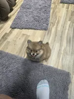 Tinker, a female Pomeranian for sale in Evart, MI – 1 of 2