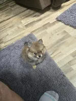 Tinker, a female Pomeranian for sale in Evart, MI – 2 of 2