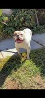 Ms Bully , a female American Bulldog for sale in Hemet, CA – Photo 5 of 5