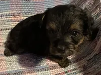 Light Boy, a male Yorkipoo for sale in Eden, MD – 4 of 4