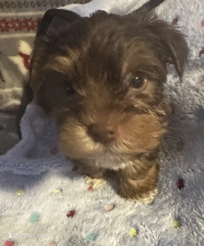 Timmy  – Yorkshire Terrier puppy for sale in Eden, MD