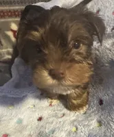 Timmy , a male Yorkshire Terrier for sale in Eden, MD – 1 of 4