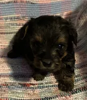 Light Boy, a male Yorkipoo for sale in Eden, MD – 2 of 4
