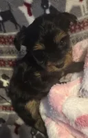 Little Bit, a female Yorkshire Terrier for sale in Eden, MD – 4 of 4