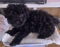 Tina , a female Yorkshire Terrier and Poodle - Toy  for sale in Eden, MD – 1 of 4