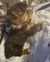 Timmy , a male Yorkshire Terrier for sale in Eden, MD – 4 of 4