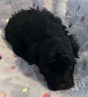 Timmy, a male Yorkshire Terrier and Poodle - Toy  for sale in Eden, MD – Photo 3 of 4