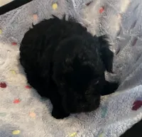 Timmy, a male Yorkshire Terrier and Poodle - Toy  for sale in Eden, MD – Photo 4 of 4