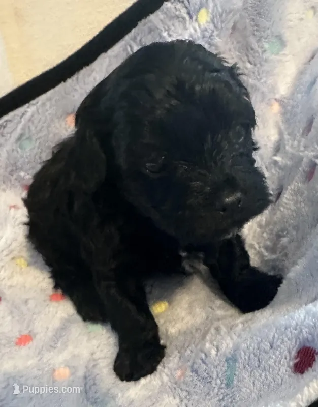 Timmy – Yorkshire Terrier, Poodle - Toy  puppy for sale in Eden, MD