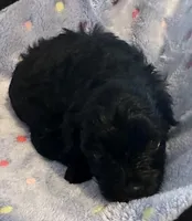 Timmy, a male Yorkshire Terrier and Poodle - Toy  for sale in Eden, MD – Photo 2 of 4