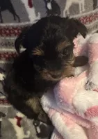 Little Bit, a female Yorkshire Terrier for sale in Eden, MD – 1 of 4