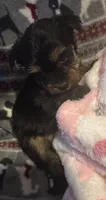 Little Bit, a female Yorkshire Terrier for sale in Eden, MD – 3 of 4