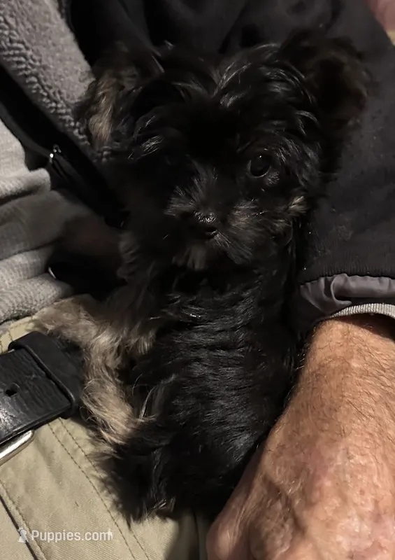 Little Gizmo – Yorkshire Terrier puppy for sale in Eden, MD