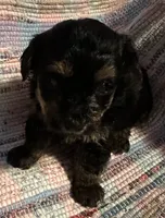 Dark Boy, a male Yorkipoo for sale in Eden, MD – 4 of 4