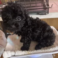 Tiny, a female Yorkshire Terrier and Poodle - Toy  for sale in Eden, MD – 2 of 4