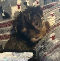 Timmy , a male Yorkshire Terrier for sale in Eden, MD – 2 of 4