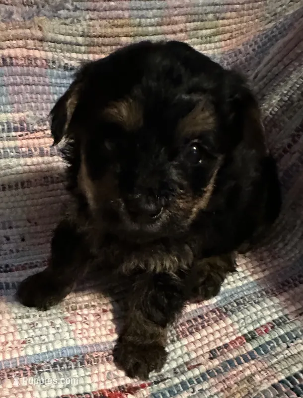 Dark Boy – Yorkipoo puppy for sale in Eden, MD
