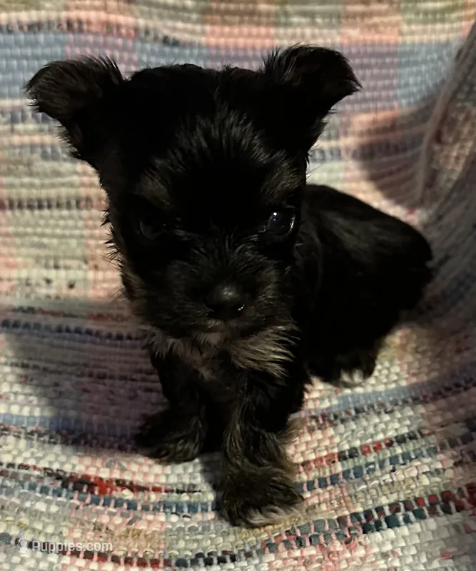 Little Gizmo – Yorkshire Terrier puppy for sale in Eden, MD
