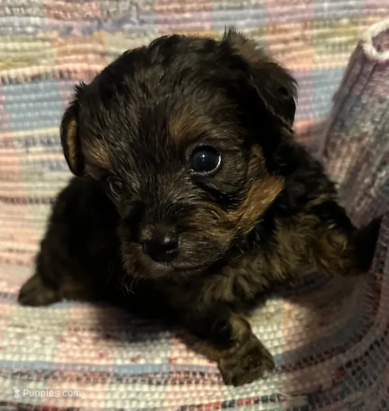 Light Boy – Yorkipoo puppy for sale in Eden, MD