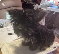 Little Gizmo, a male Yorkshire Terrier for sale in Eden, MD – 6 of 6