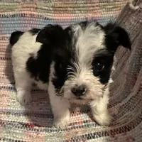 Sassy, a male Yorkshire Terrier for sale in Eden, MD – 4 of 4