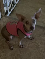 Gin Gin, a female Yorkshire Terrier for sale in Eden, MD – Photo 1 of 5