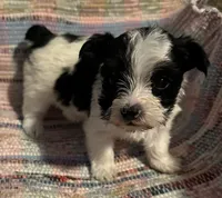 Sassy, a male Yorkshire Terrier for sale in Eden, MD – 1 of 4
