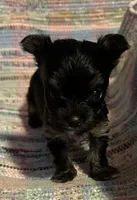 Little Gizmo, a male Yorkshire Terrier for sale in Eden, MD – 2 of 4