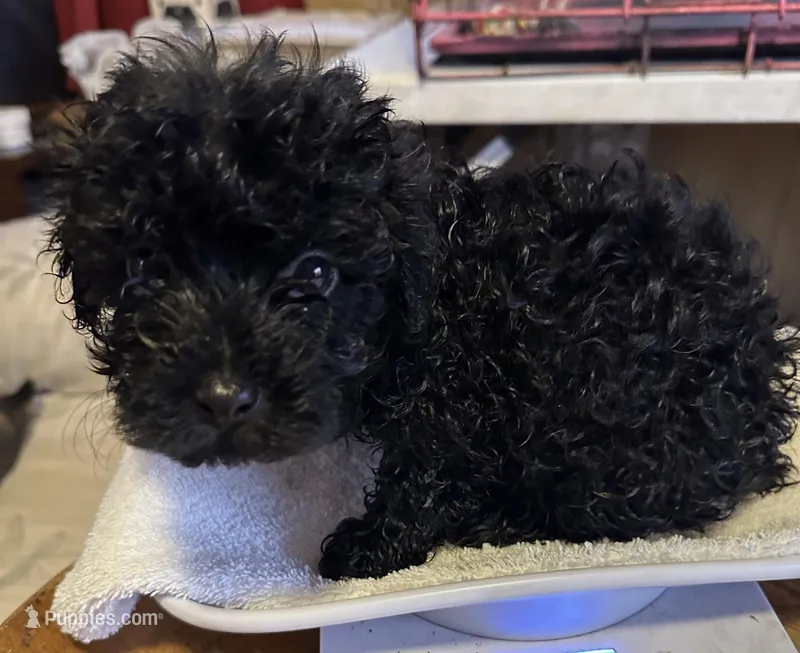 Tammy – Yorkshire Terrier, Poodle - Toy  puppy for sale in Eden, MD