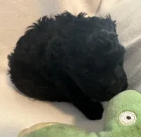 Tammy, a female Yorkshire Terrier and Poodle - Toy  for sale in Eden, MD – Photo 4 of 4