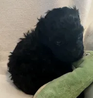 Tammy, a female Yorkshire Terrier and Poodle - Toy  for sale in Eden, MD – Photo 3 of 4