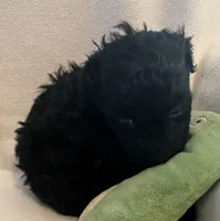 Tammy, a female Yorkshire Terrier and Poodle - Toy  for sale in Eden, MD – Photo 2 of 4