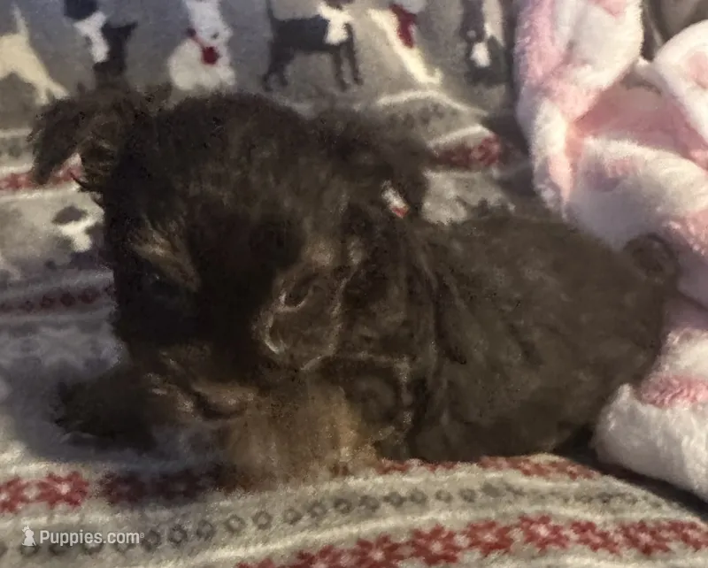 Cindy – Yorkshire Terrier puppy for sale in Eden, MD