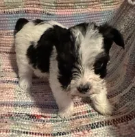 Sassy, a male Yorkshire Terrier for sale in Eden, MD – 3 of 4