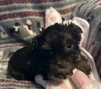 Cindy, a female Yorkshire Terrier for sale in Eden, MD – 4 of 4