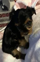 Spot, a female Yorkshire Terrier for sale in Eden, MD – 4 of 4
