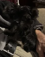 Little Gizmo, a male Yorkshire Terrier for sale in Eden, MD – 5 of 6