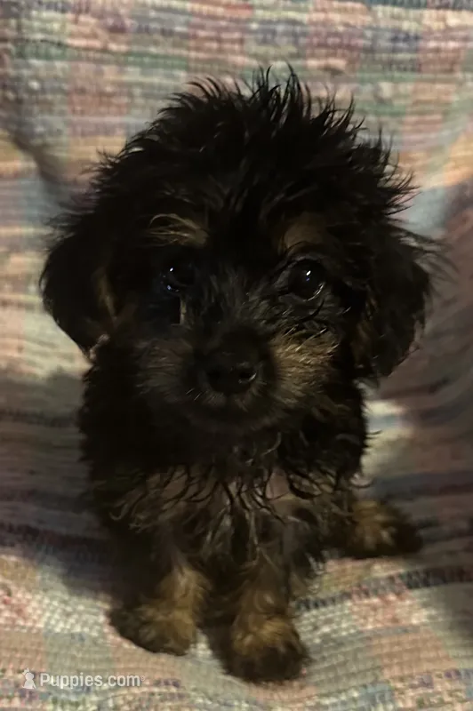 Dark Boy – Yorkipoo puppy for sale in Eden, MD