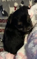 Tiny , a female Yorkshire Terrier for sale in Eden, MD – 3 of 4